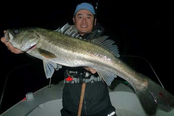 シーバス(スズキ)