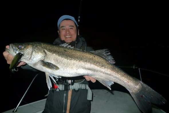 シーバス(スズキ)