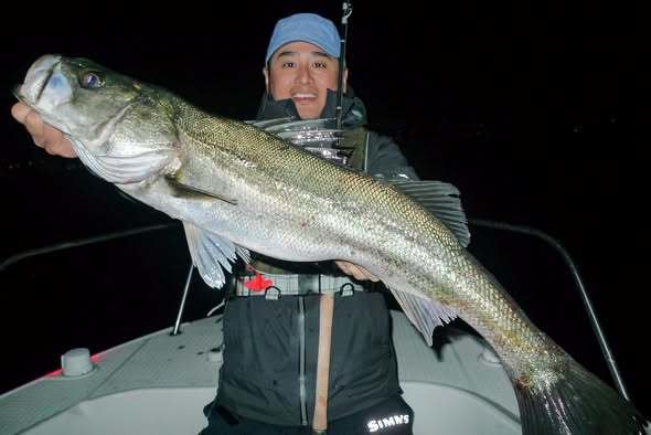 シーバス(スズキ)