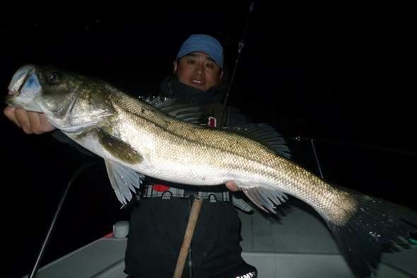 シーバス(スズキ)