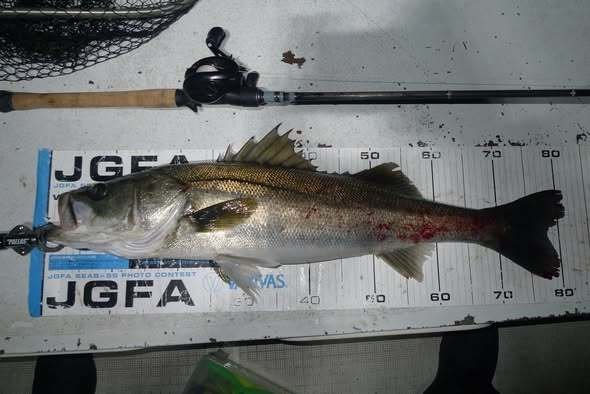 シーバス(スズキ)