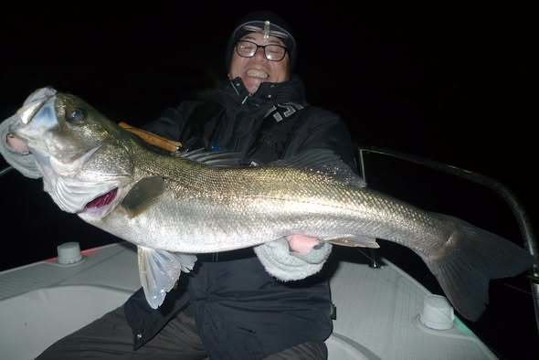 シーバス(スズキ)