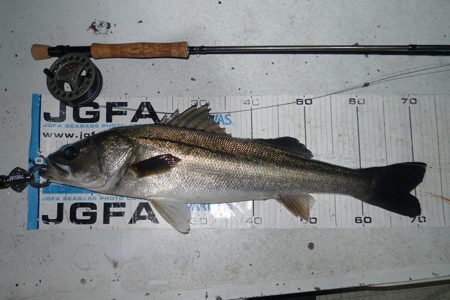 シーバス(スズキ)