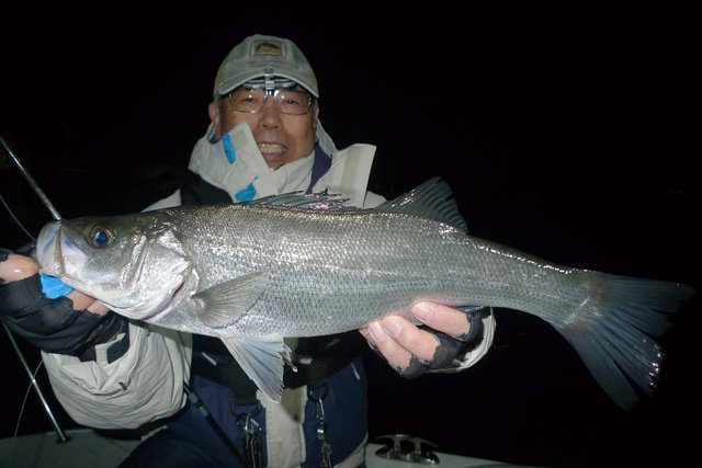 シーバス(スズキ)