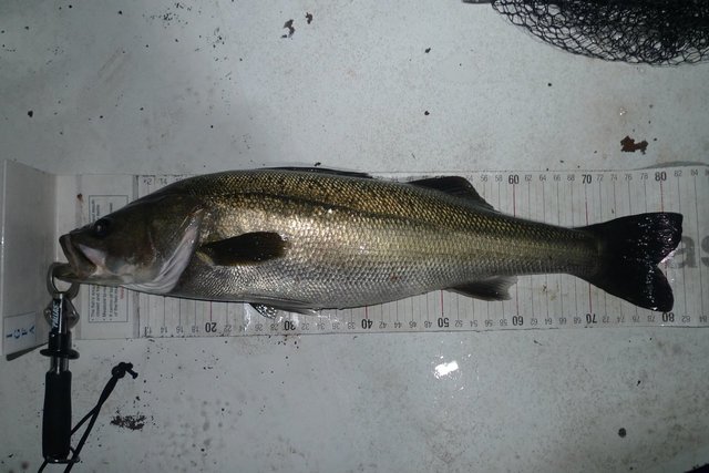 シーバス(スズキ)