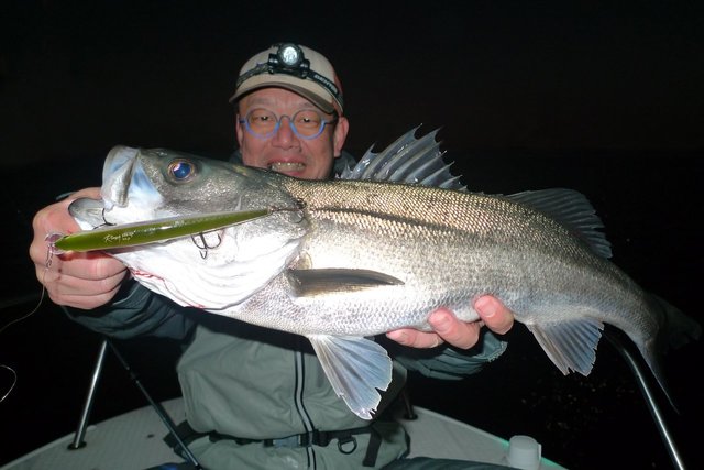 シーバス(スズキ)