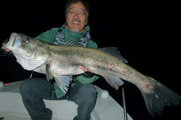 シーバス(スズキ)