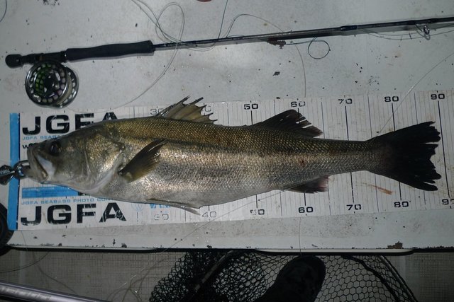 シーバス(スズキ)