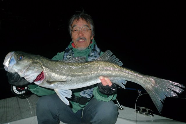 シーバス(スズキ)