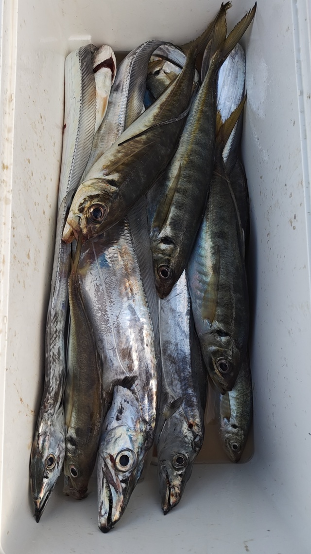 アジ(マアジ)・タチウオ