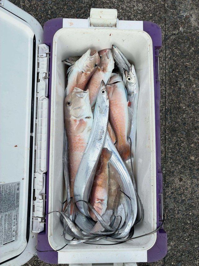 シロアマダイ・タチウオ