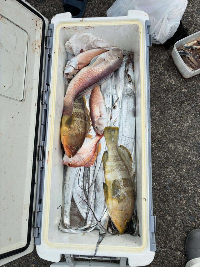 アオハタ・シロアマダイ・タチウオ