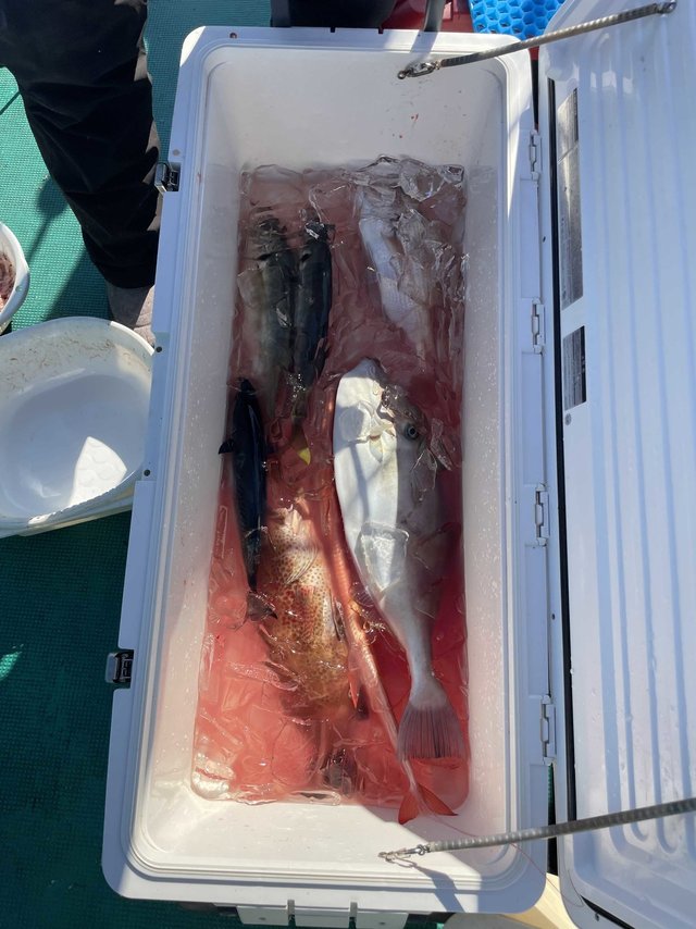 マダイ・オオモンハタ・アジ(マアジ)・アカヤガラ