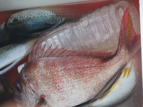 マダイ・サバ(ゴマサバ)