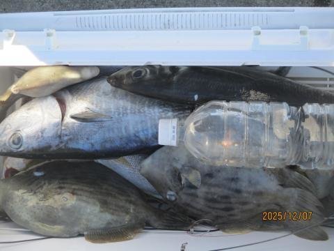 ヒラソウダ・カワハギ