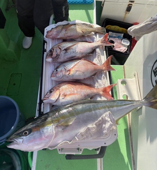 マダイ・オオモンハタ・ワラサ(ブリ)