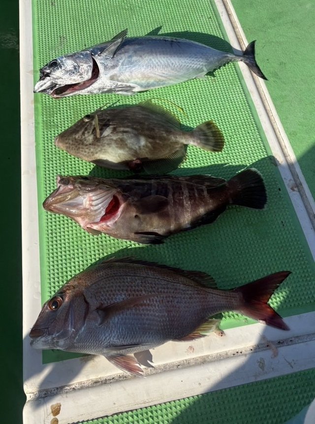 マダイ・マハタ・ヒラソウダ・カワハギ