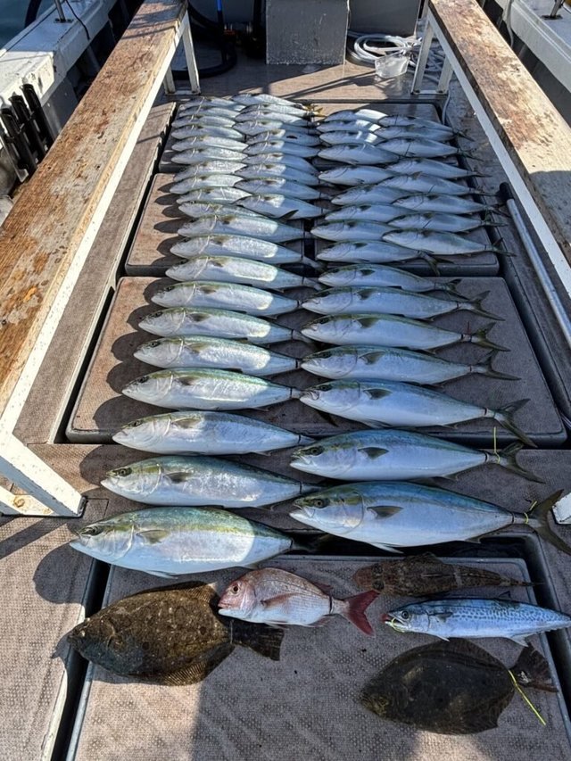 マダイ・ハマチ(ブリ)・サゴシ(サワラ)・コチ(マゴチ)・ヒラメ