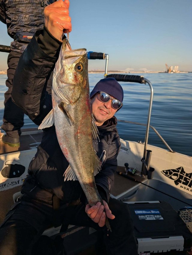 シーバス(スズキ)