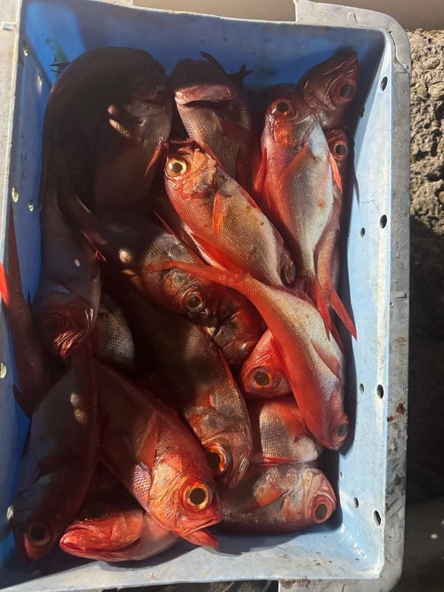 キントキ(チカメキントキ)