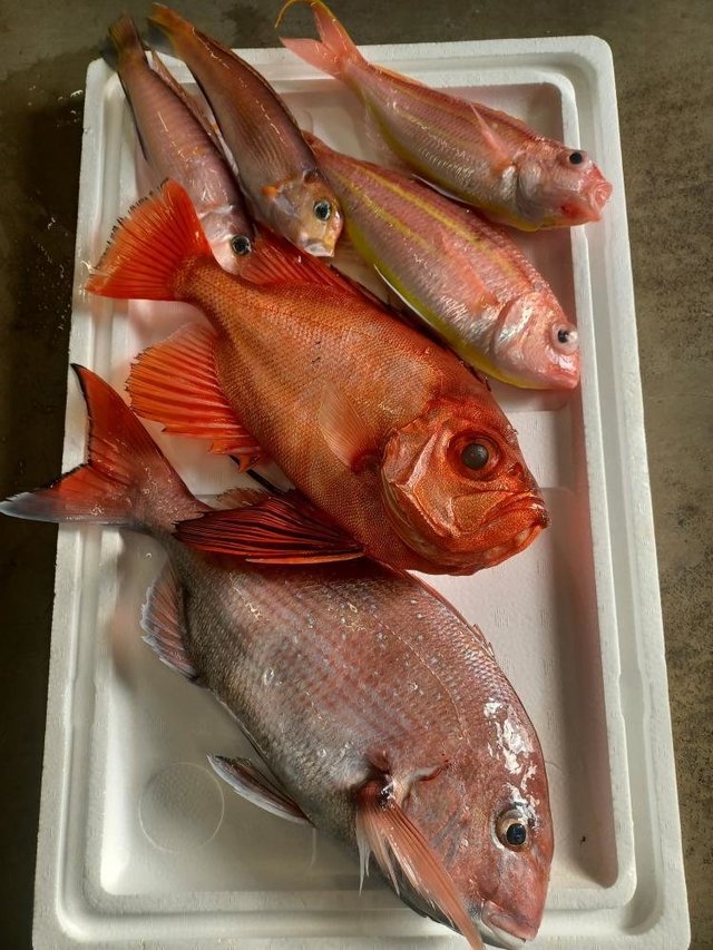 マダイ・アマダイ(アカアマダイ)・イトヨリ(イトヨリダイ)・キントキ(チカメキントキ)