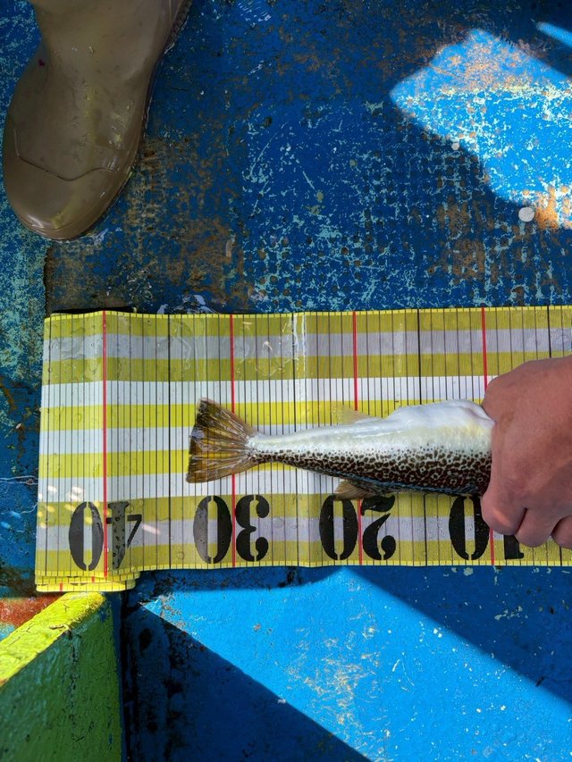 ショウサイフグ