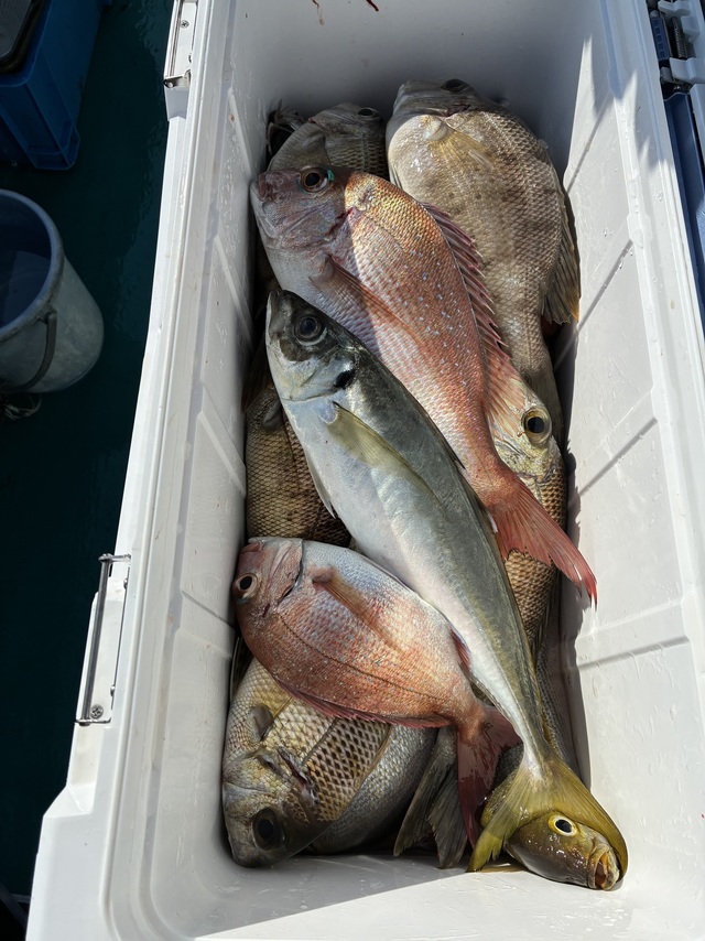 マダイ・メイチダイ