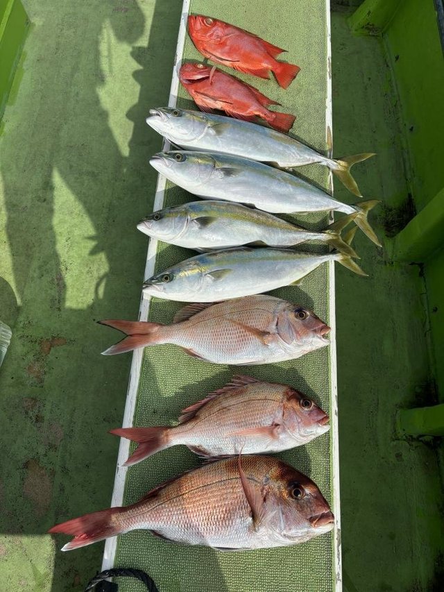 マダイ・イナダ(ブリ)・キントキ(チカメキントキ)