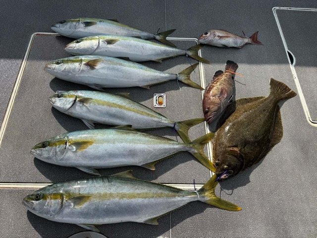 マダイ・マハタ・ハマチ(ブリ)・ヒラメ