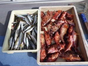 タイ(マダイ)・アジ(マアジ)・カサゴ