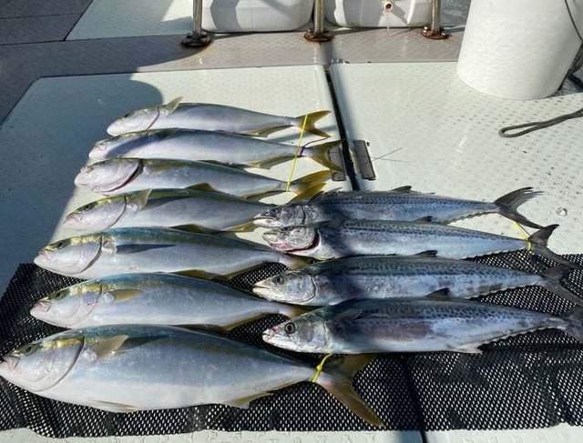 ハマチ(ブリ)・サワラ