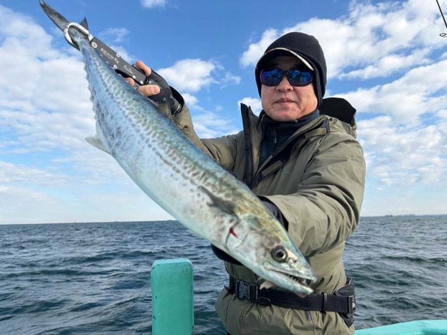 サゴシ(サワラ)