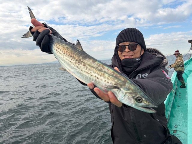 サゴシ(サワラ)