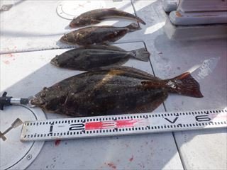 マゴチ・ヒラメ