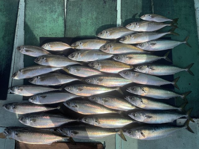 マアジ・マサバ