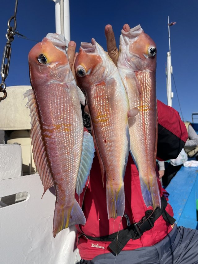 アマダイ(アカアマダイ)