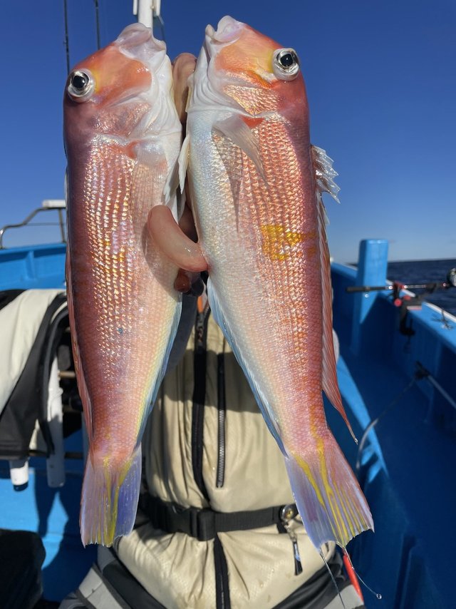 アマダイ(アカアマダイ)