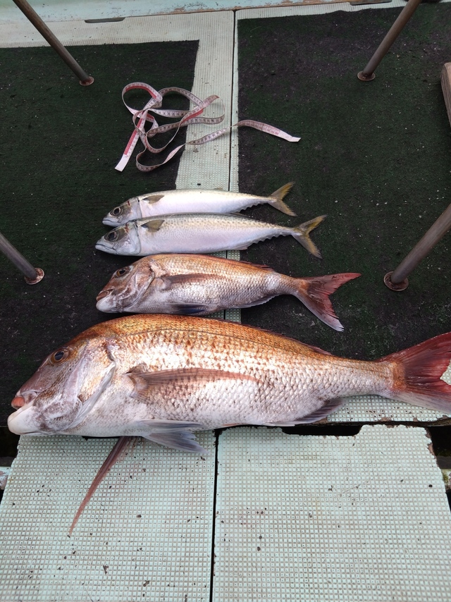 タイ(マダイ)・サバ(マサバ)