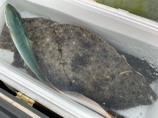 イナダ(ブリ)・ヒラメ