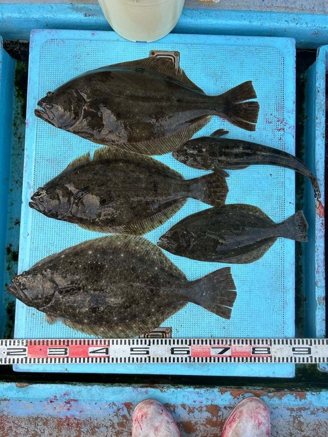 マゴチ・ヒラメ