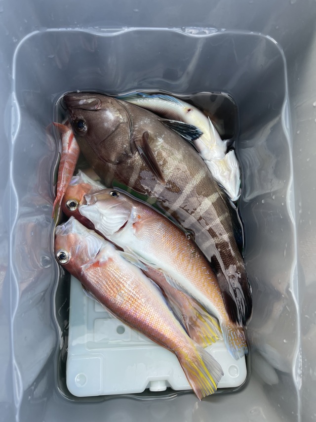 マハタ・アマダイ(アカアマダイ)