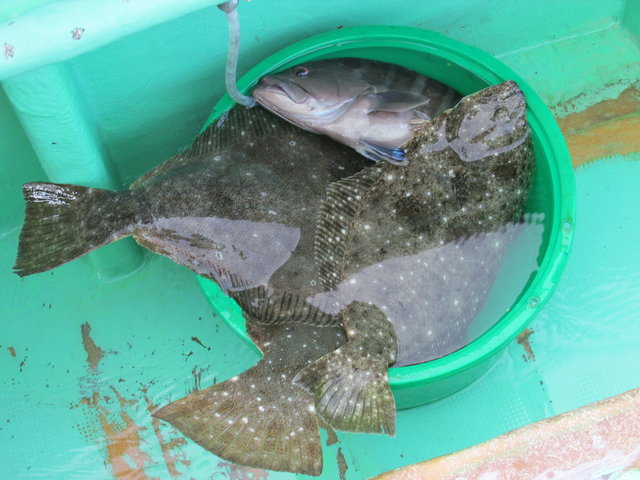 ヒラメ・ハタ(マハタ)