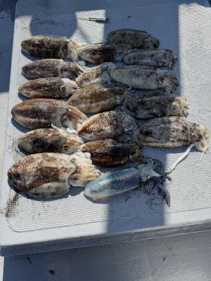 アオリイカ・スミイカ(コウイカ)