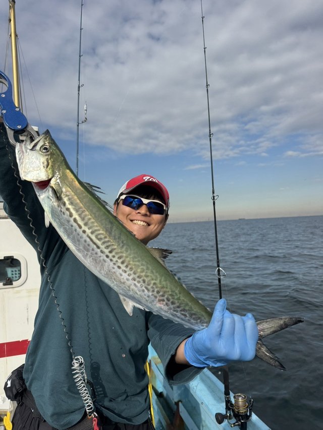 サゴシ(サワラ)