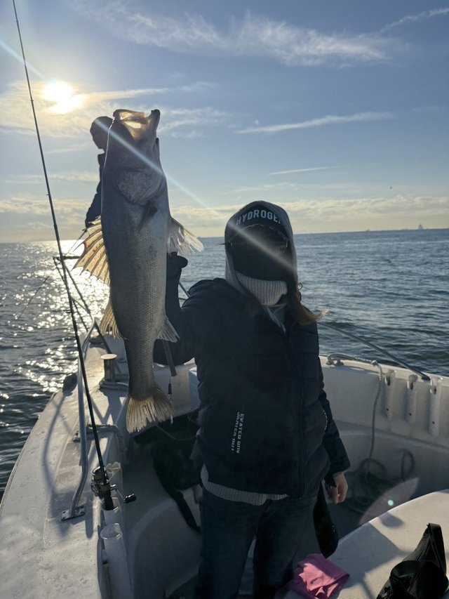 シーバス(スズキ)