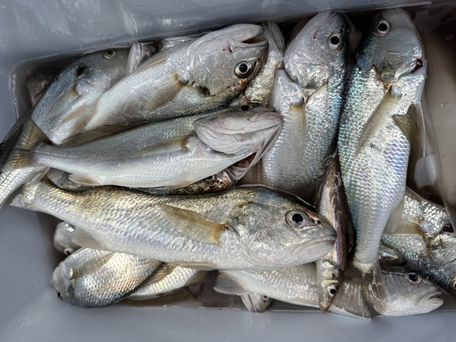 イシモチ(シログチ)