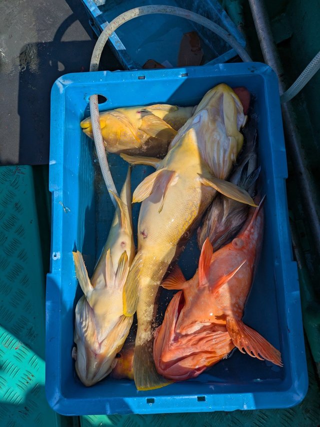 アオハタ・アラカブ(カサゴ)