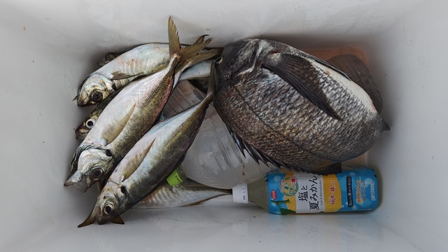 クロダイ・アジ(マアジ)