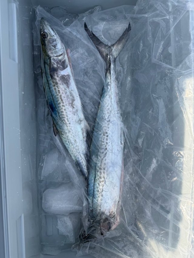 サワラ・サゴシ(サワラ)