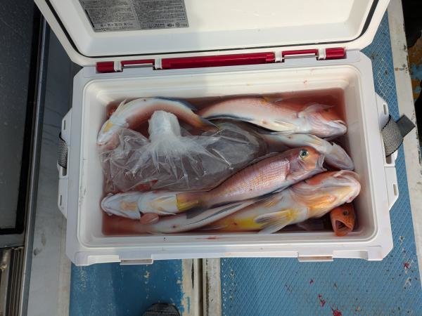 アマダイ(アカアマダイ)